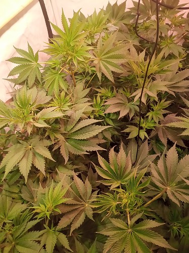 Growreport Bild 7