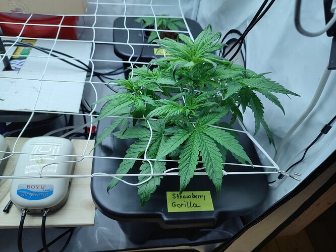 Growreport Bild 46
