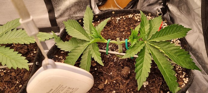 Growreport Bild 32