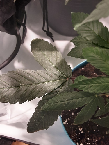 Growreport Bild 25