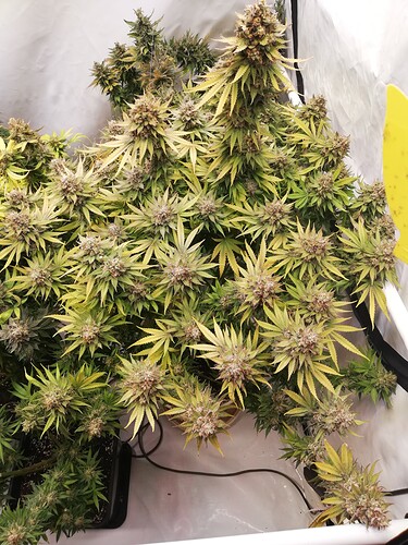 Growreport Bild 4