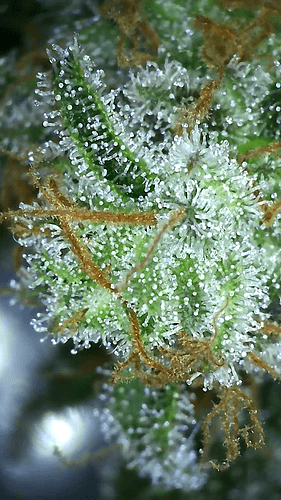 Growreport Bild 43
