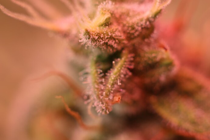 Growreport Bild 11
