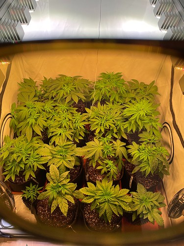 Growreport Bild 3