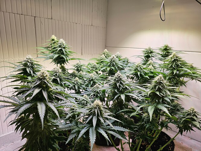 Growreport Bild 1