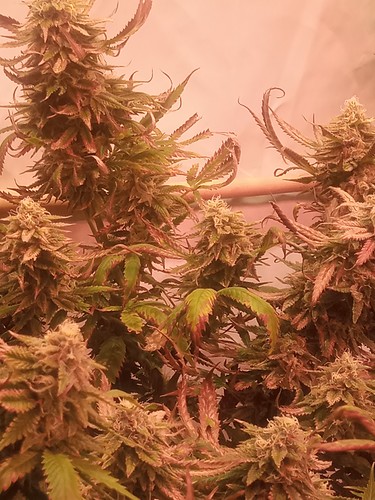 Growreport Bild 25