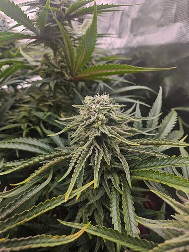 Growreport Bild 4