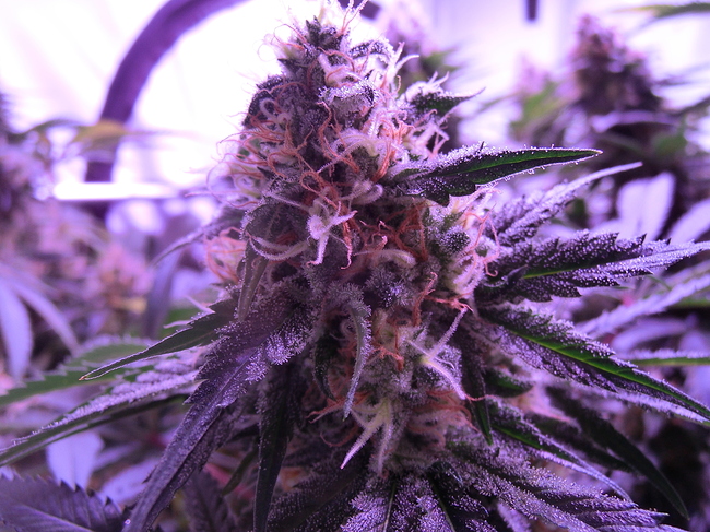 Growreport Bild 7