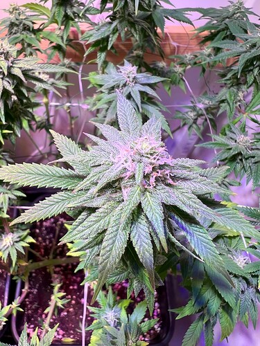 Growreport Bild 19