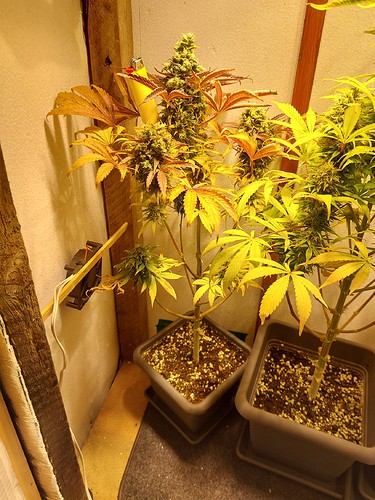 Growreport Bild 1