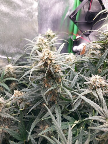 Growreport Bild 3