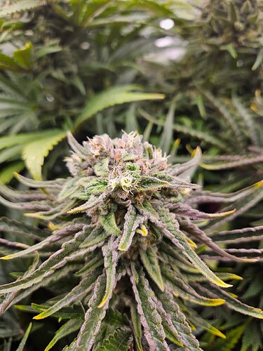 Growreport Bild 38