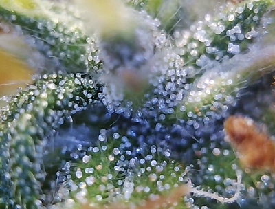 Growreport Bild 15