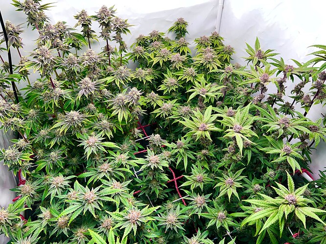 Growreport Bild 2