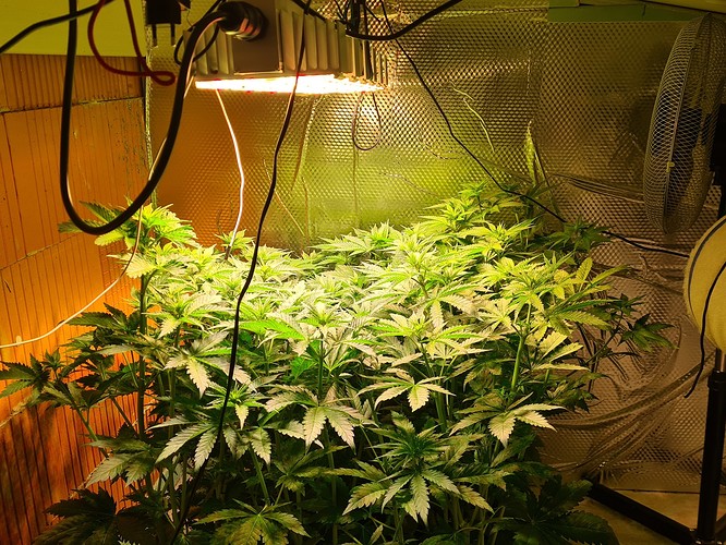Mehrere junge Cannabispflanzen in der Wachstumsphase unter einer LED-Pflanzenlampe in einem Growzelt. Eine Ventilator ist im Hintergrund zu sehen.