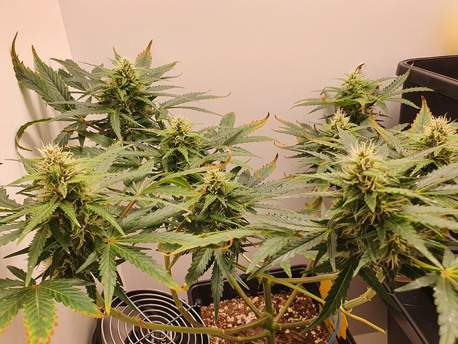 Growreport Bild 4