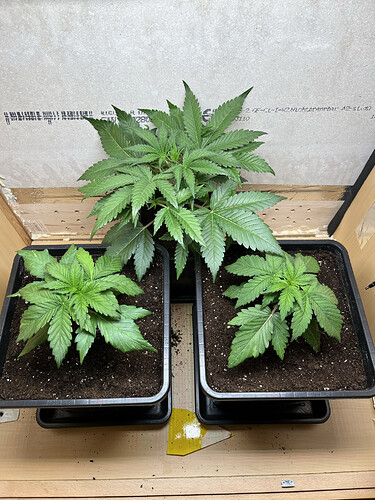 Growreport Bild 4