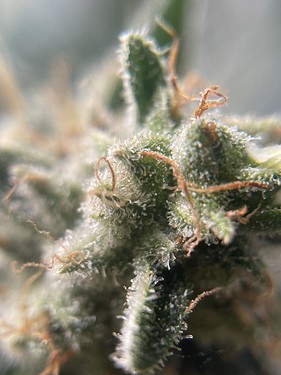 Growreport Bild 19