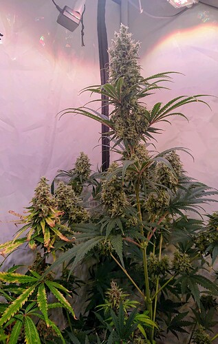 Growreport Bild 4