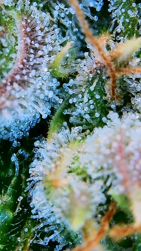 Growreport Bild 16