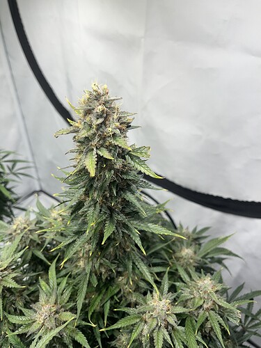 Growreport Bild 2