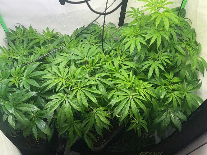 Growreport Bild 1