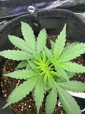 Growreport Bild 7
