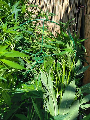 Growreport Bild 12