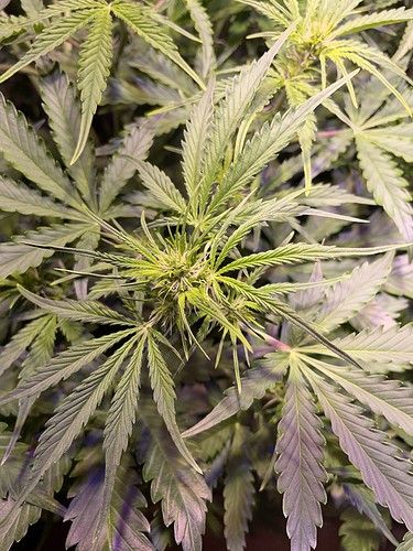 Growreport Bild 2