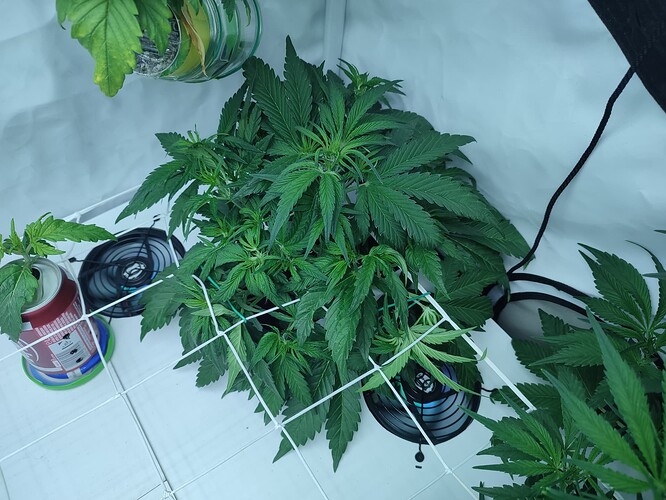 Growreport Bild 40