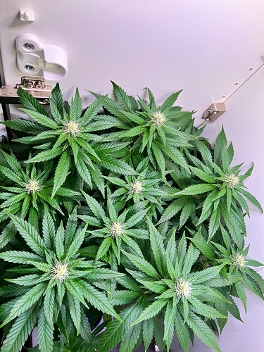 Growreport Bild 1