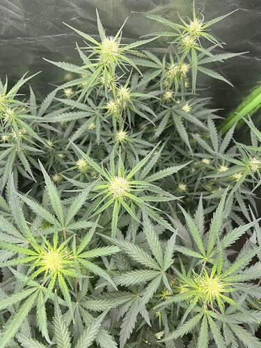 Growreport Bild 6