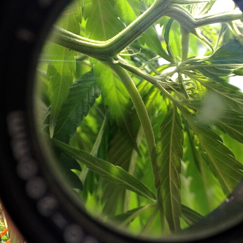 Growreport Bild 1