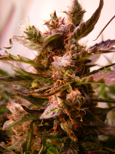 Growreport Bild 3