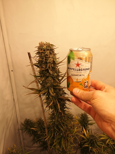 Growreport Bild 7
