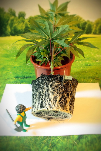 Growreport Bild 9