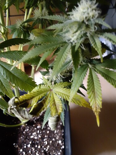 Growreport Bild 3