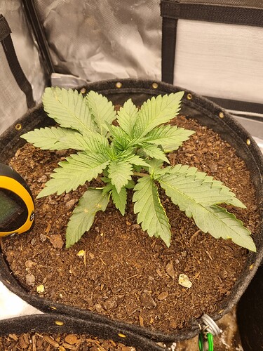 Growreport Bild 15
