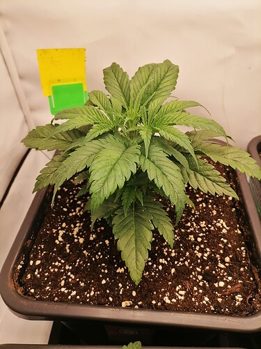 Growreport Bild 8