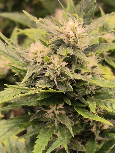 Growreport Bild 3