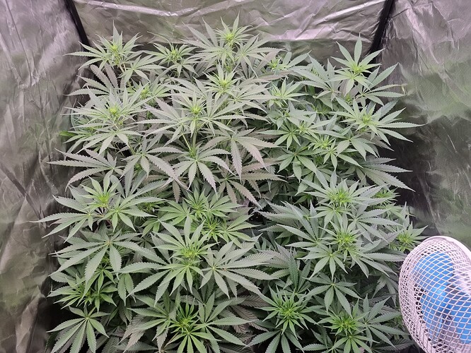 Growreport Bild 8