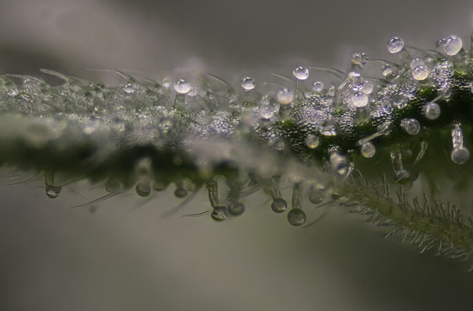 Trichomes on leaf BCB CMM BT18
