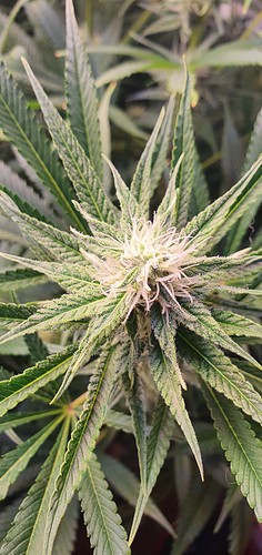 Growreport Bild 12