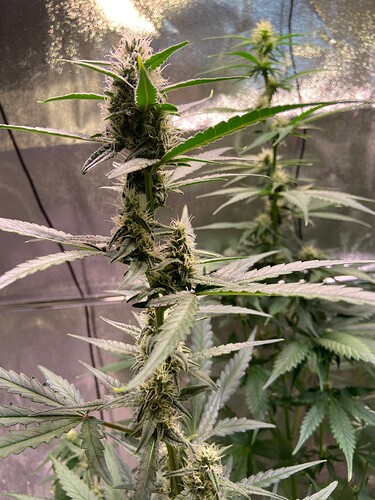 Growreport Bild 11