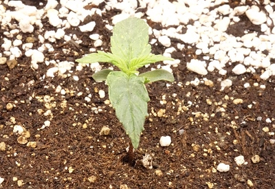 Growreport Bild 7