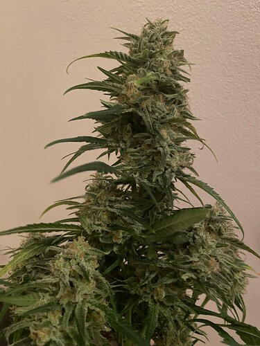 Growreport Bild 8