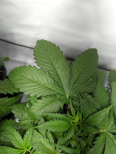 wt17_sensiskunk_bigleaf