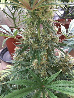 Growreport Bild 24