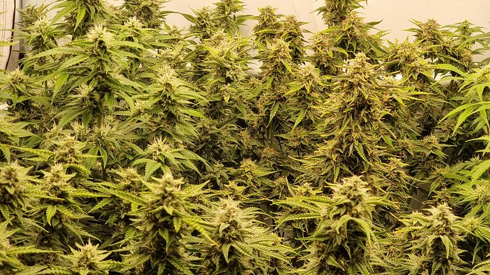 Growreport Bild 27