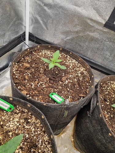 Growreport Bild 54